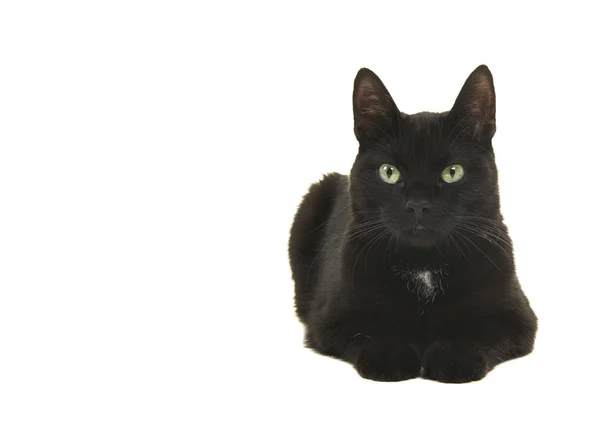 Gato Preto Deitado Olhando Para Câmera Isolada Fundo Branco — Fotografia de Stock