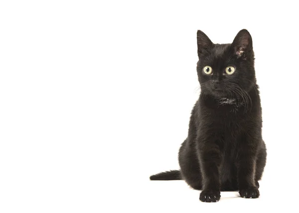 Jovem Gato Preto Sentado Olhando Para Esquerda Isolado Fundo Branco — Fotografia de Stock