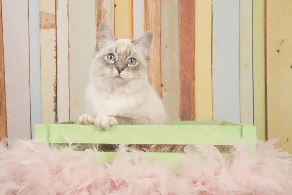Cute ragdoll cat with blue eyes looking at camera sitting in a wooden crate on a pastel colored background