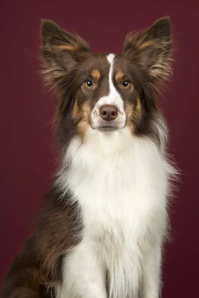 Porträtt Miniature American Shepherd Hund Tittar Kameran Djupt Röd Bakgrund — Stockfoto