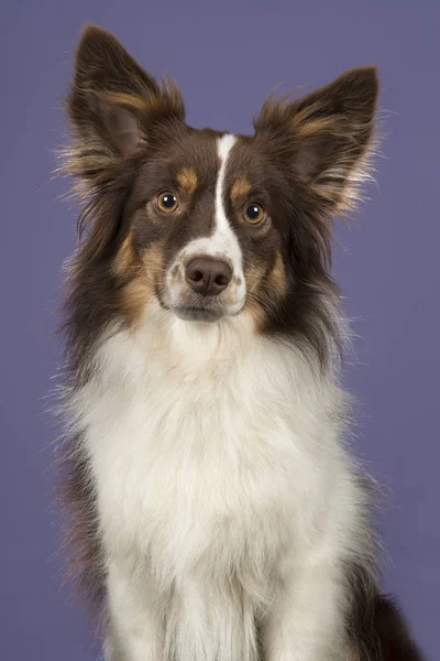 Portrait Chien Berger Américain Miniature Regardant Caméra Sur Fond Violet — Photo