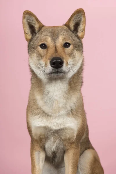 Portrait Shikoku Dog Japanese Breed Looking Camera Pink Background — Stock Photo, Image