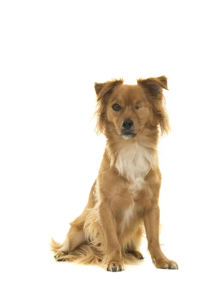 Muito Misto Raça Deficiente Cão Olho Sentado Olhando Para Câmera — Fotografia de Stock