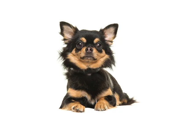 Preto Tan Chihuahua Cão Deitado Olhando Para Câmera Visto Partir — Fotografia de Stock