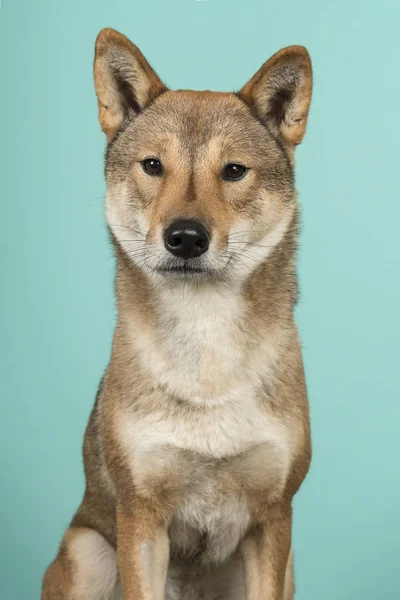 Porträt Eines Shikoku Hundes Einer Japanischen Rasse Der Auf Türkisblauem — Stockfoto