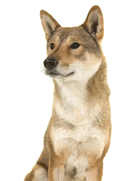 Retrato Cão Shikoku Uma Raça Japonesa Olhando Para Esquerda Isolado — Fotografia de Stock