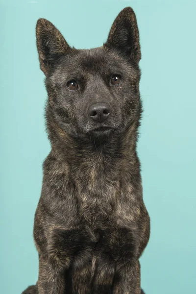 Bir kadın portresi Kai Ken köpek dikey görüntü bir turkuaz mavi arka plan kameraya bakıp Ulusal Japon doğurmak