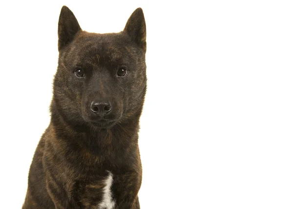 Bir erkek portresi Kai Ken köpek beyaz bir arka plan üzerinde izole kamera bakarak Ulusal Japon doğurmak