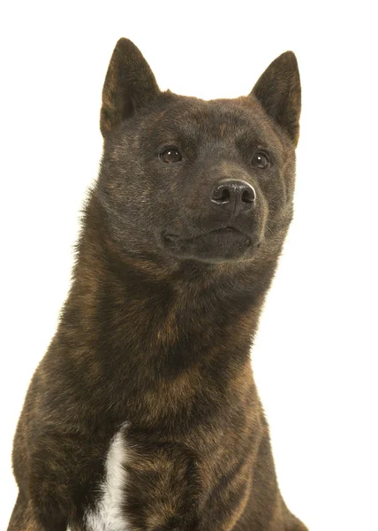 Portrait eines männlichen kai ken Hundes der japanischen Rasse, der nach oben schaut — Stockfoto