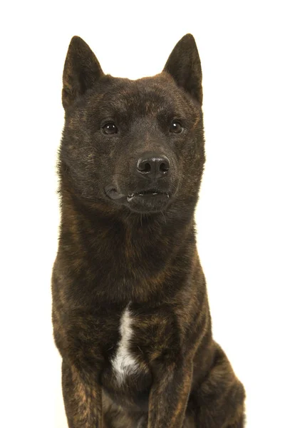 Porträt eines männlichen kai ken Hundes, den die japanische Nationalhündin wegsieht — Stockfoto