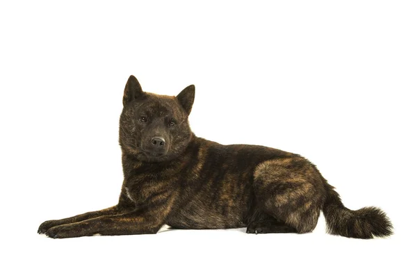 Erkek Kai Ken uzanarak Ulusal Japon doğurmak köpek 