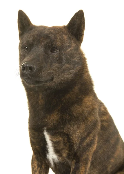 Portrait of a male Kai Ken dog the national japanese breed looking to the left — Stock Photo, Image