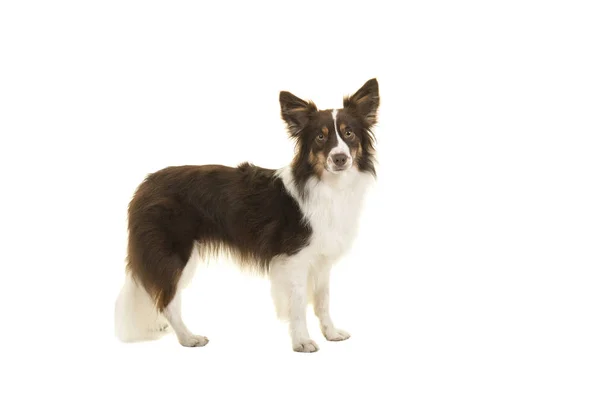 Standing Miniature American Shepherd Dog Seen Side Looking Camera Isolated — Stock Photo, Image