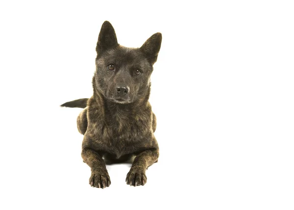 Hündin Kai Ken Hund Der Japanischen Rasse Liegen Mit Blick — Stockfoto