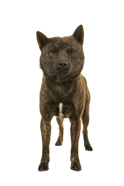 stock image Male proud Kai Ken dog the national japanese breed standing isolated on a white background seen from the front