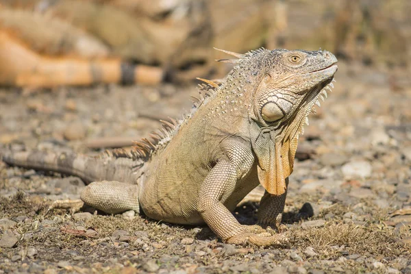 Yere Yürüme Çok Turuncu Büyük Maile Iguana — Stok fotoğraf