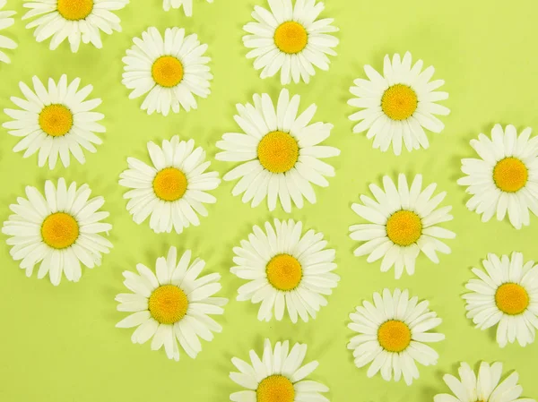 Colocação Plana Com Cabeças Flor Margarida Arranjo Visto Uma Visão — Fotografia de Stock