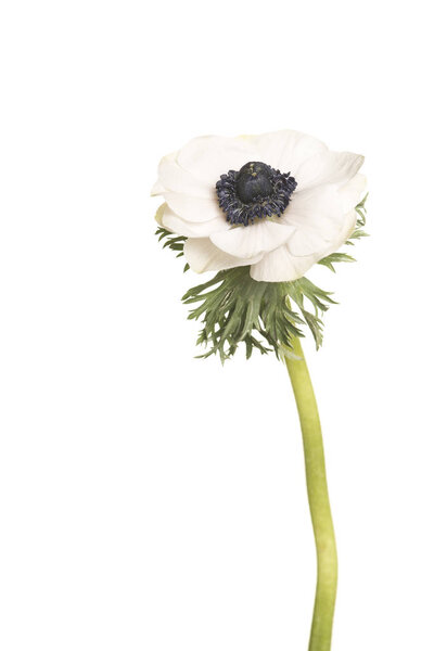 Single white anemone flower isolated on a white background