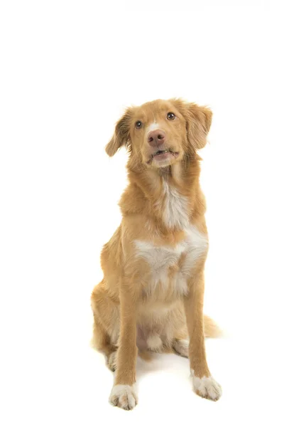 Cute Nova Scotia Duck Tolling Retriever Olhando Para Cima Isolado — Fotografia de Stock