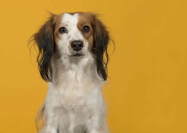 Portret Van Een Schattige Kleine Nederlandse Watervogels Hond Kijken Naar — Stockfoto