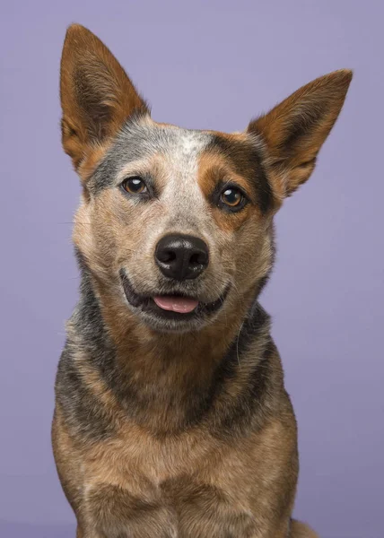 Porträt Eines Australischen Rinderhundes Der Auf Einem Vertikalen Bild Niedlich — Stockfoto