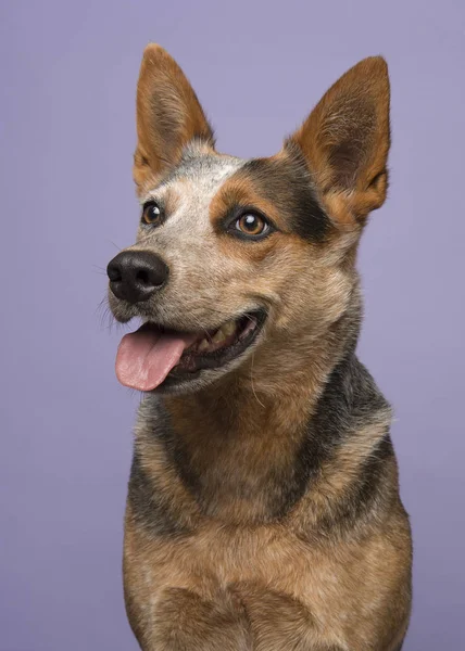 Portrét Australský Honácký Pes Uhýbaje Nalevo Fialovém Pozadí Vertikální Obrázku — Stock fotografie
