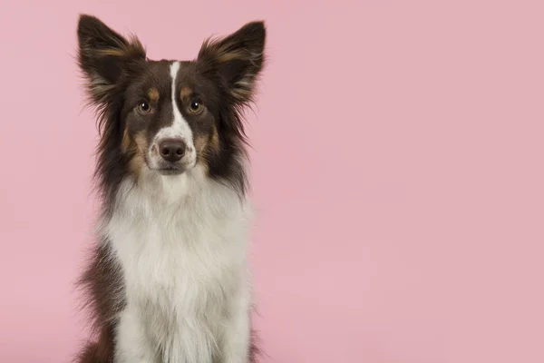 Porträtt Miniatyr Amerikansk Herde Hund Tittar Kameran Rosa Bakgrund Med — Stockfoto