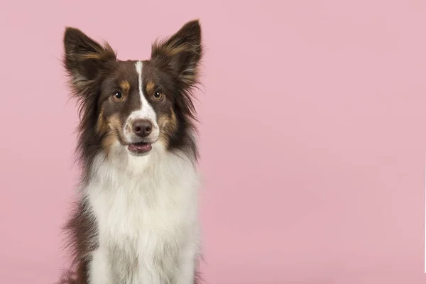 Porträtt Miniature American Shepherd Hund Tittar Bort Med Mun Öppna — Stockfoto