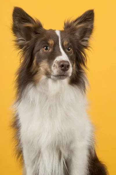 Porträt Eines Kleinen Amerikanischen Schäferhundes Der Auf Gelbem Hintergrund Wegsieht — Stockfoto