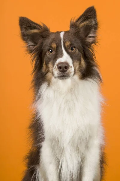 オレンジ色の背景にカメラを見てミニチュア アメリカのシェパード犬の肖像画 — ストック写真