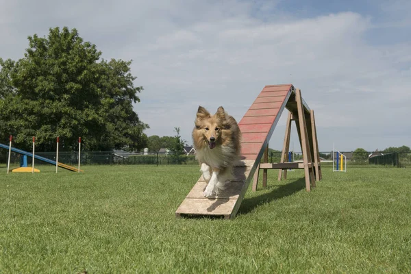 Shetland Koyun Çalışan Bir Köpek Çeviklik Sahasında Yürümek — Stok fotoğraf