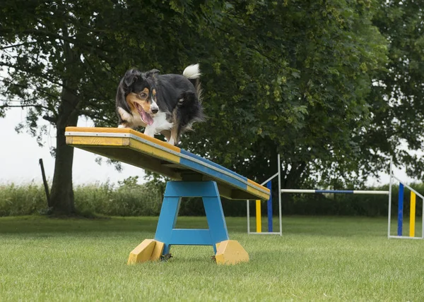 Border Collie Mixed Dog Running See Saw Agility Course — Stock Photo, Image