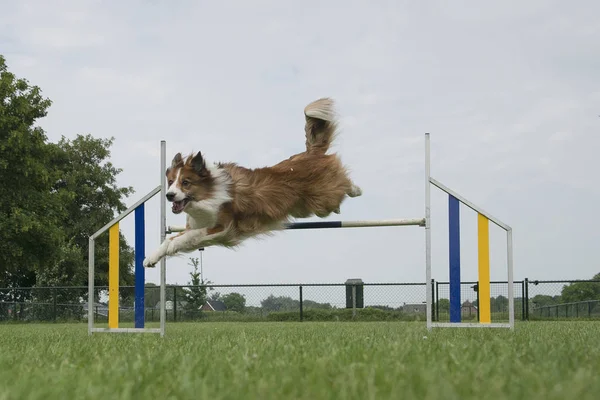 Borda Collie Cão Misto Saltando Sobre Único Salto Curso Agilidade — Fotografia de Stock