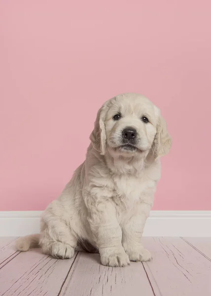 Leuke Golden Retriever Pup Kijken Naar Camera Zittend Een Roze — Stockfoto
