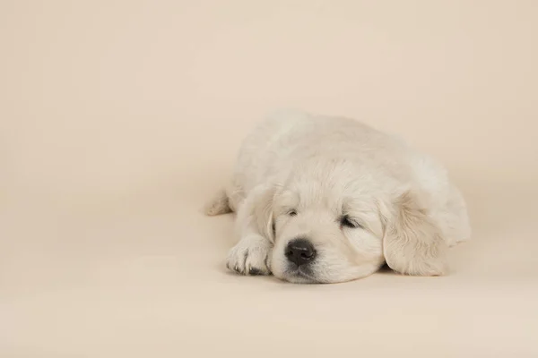 Bonito Cachorro Golden Retriever Deitado Dormindo Fundo Cor Areia — Fotografia de Stock