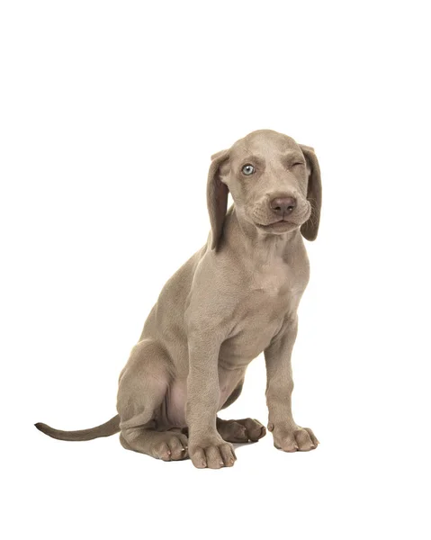 Söt Sittande Blinkande Weimaraner Valp Med Blå Ögon Isolerad Vit — Stockfoto