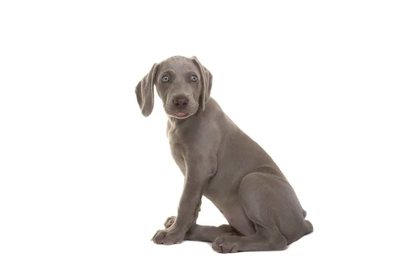 Cute Zitten Weimarse Staande Hond Pup Gezien Vanaf Zijkant Kijkt — Stockfoto