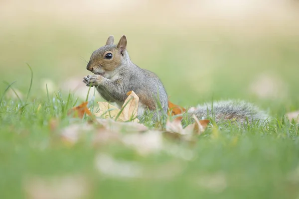Cute gray squirrel eating in grass with autumn leaves on the grass