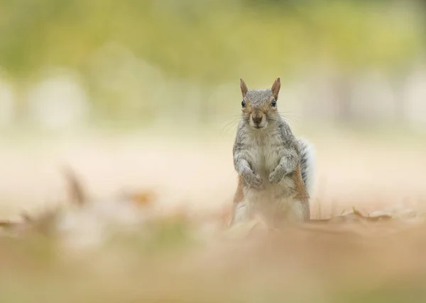 Grazioso Scoiattolo Grigio Piedi Guardando Fotocamera Tra Foglie Autunnali Sull — Foto Stock