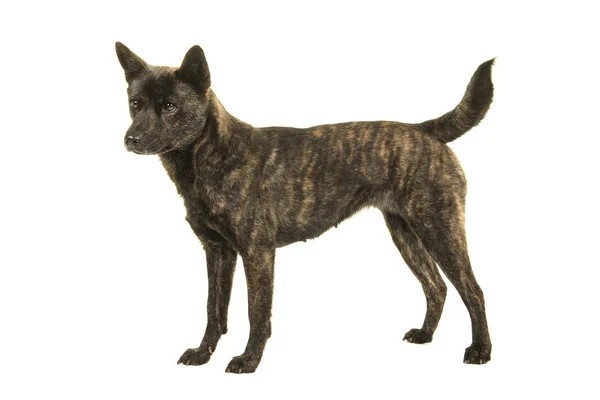 Kadın Kai Ken köpek yandan görülen ulusal Japon doğurmak ayakta beyaz bir arka plan üzerinde izole