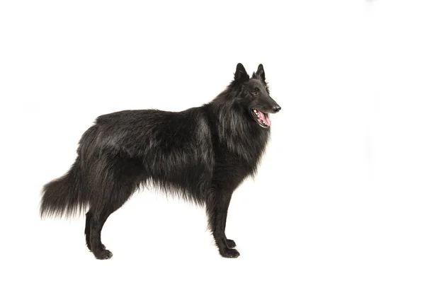 白い背景に分離された側の立場から見て Groenendaeler と呼ばれるかなり長い髪黒いベルギーの羊飼い犬 — ストック写真
