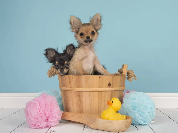 Deux Chihuahua Dans Panier Bain Dans Une Salle Bain Avec — Photo