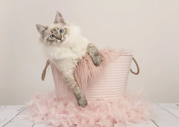 Pastel renkli ayar pembe bir kovanın içinde mavi gözlü güzel ragdoll kedi