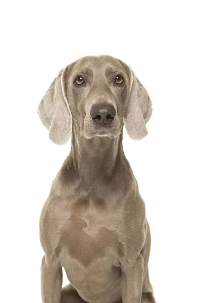 Πορτρέτο Ενός Σκύλου Weimaraner Κοιτάζοντας Την Κάμερα Που Απομονώνονται Λευκό — Φωτογραφία Αρχείου