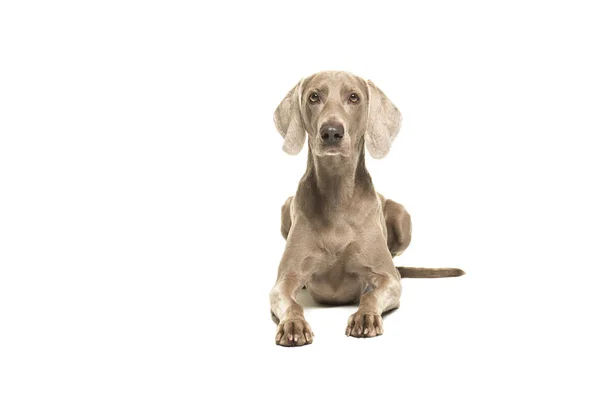 ワイマラナー犬横たわっている白い背景に分離されて正面から見たカメラ目線 — ストック写真