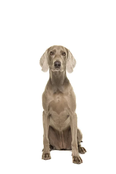 Sentado Cão Weimaraner Olhando Para Câmera Isolada Fundo Branco — Fotografia de Stock