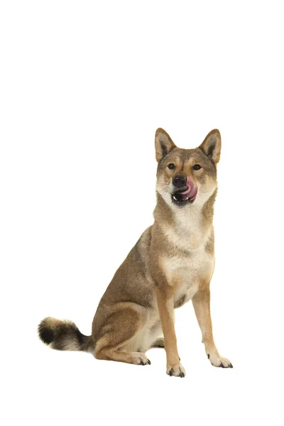 Skikoku Hund Sitzt Und Leckt Seinen Mund Isoliert Auf Weißem — Stockfoto