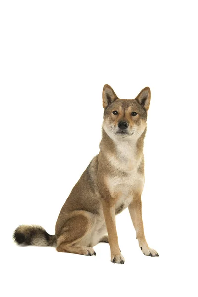 Sitting Skikoku Dog Looking Camera Isolated White Background — Stock Photo, Image