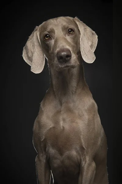 Retrato Perro Weimaraner Orgulloso Sobre Fondo Negro — Foto de Stock
