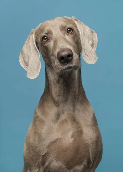 蓝色背景上的一只骄傲的小狗的肖像 — 图库照片